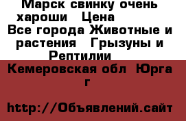 Марск свинку очень хароши › Цена ­ 2 000 - Все города Животные и растения » Грызуны и Рептилии   . Кемеровская обл.,Юрга г.